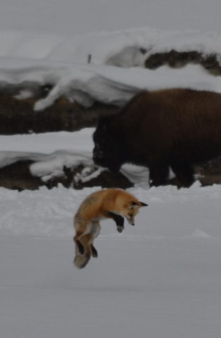 yellowstone fox